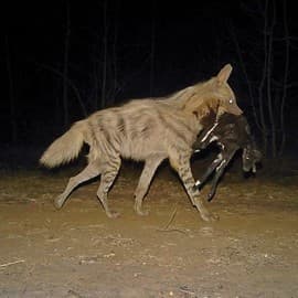 Camera trapping exercises almost always provide extremely important information about the presence and ecological role of elusive species such as hyaenas