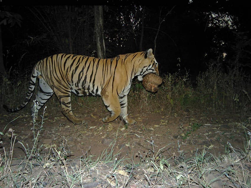 Camera Trapping Outside Protected Areas - Wildlife Conservation Trust