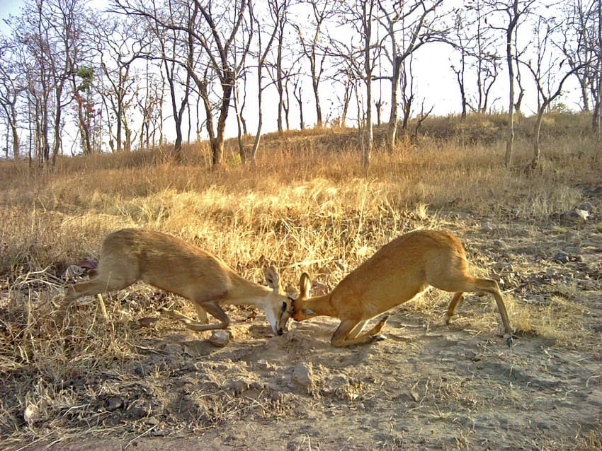 Jostling chausinghas: The four-horned antelope, popularly called the chausingha, is one of the least-understood bovids of India.