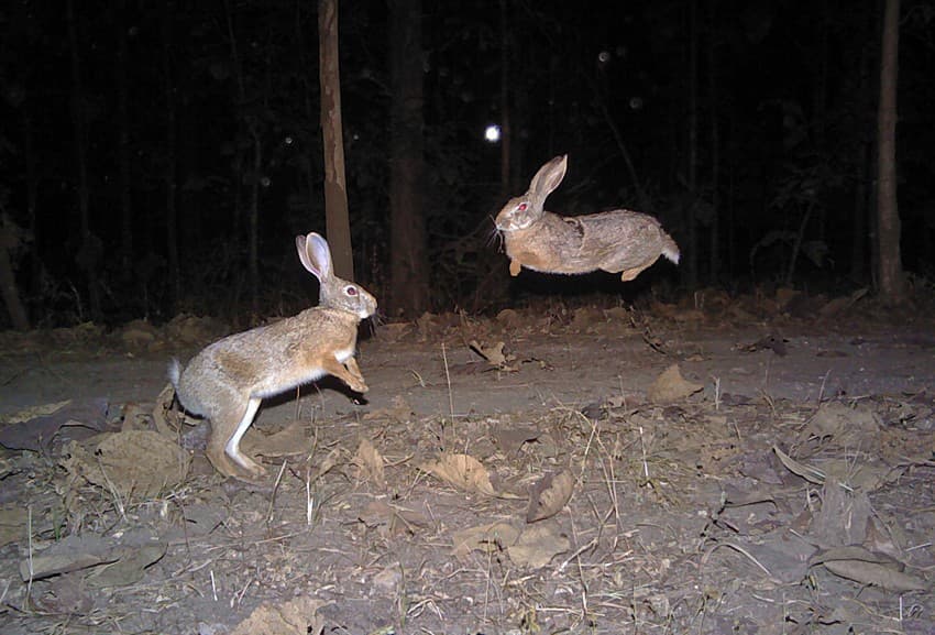 Hare acrobat: In all probability, these rufous hares were startled by the flash of the camera trap.