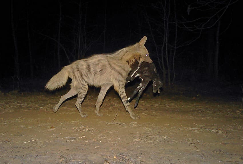 Goat lifters: Intensive, landscape-scale camera trapping exercises are crucial to the understanding of the distribution and status of wide-ranging species such as wolves and hyaenas.