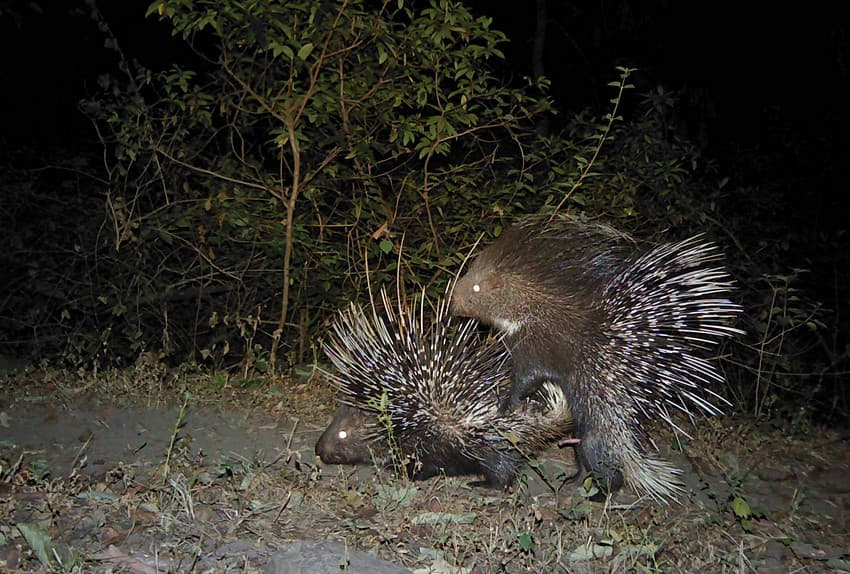 Wildlife Conservation Trust’s Camera Trapping Outside Protected Areas