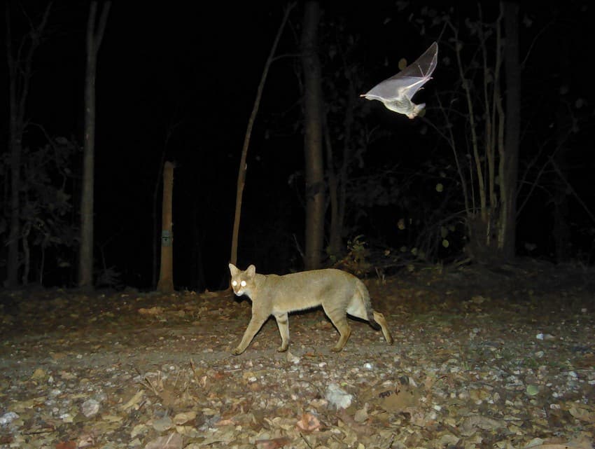 A first-hand account of the remarkable work being done by the organisation to monitor forests outside the protected area network of central India.