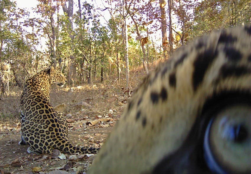 Camera Trapping Outside Protected Areas