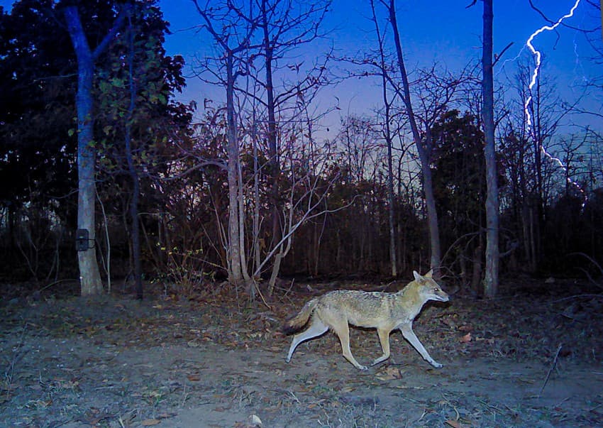 A jackal with a streak of lightning in the background