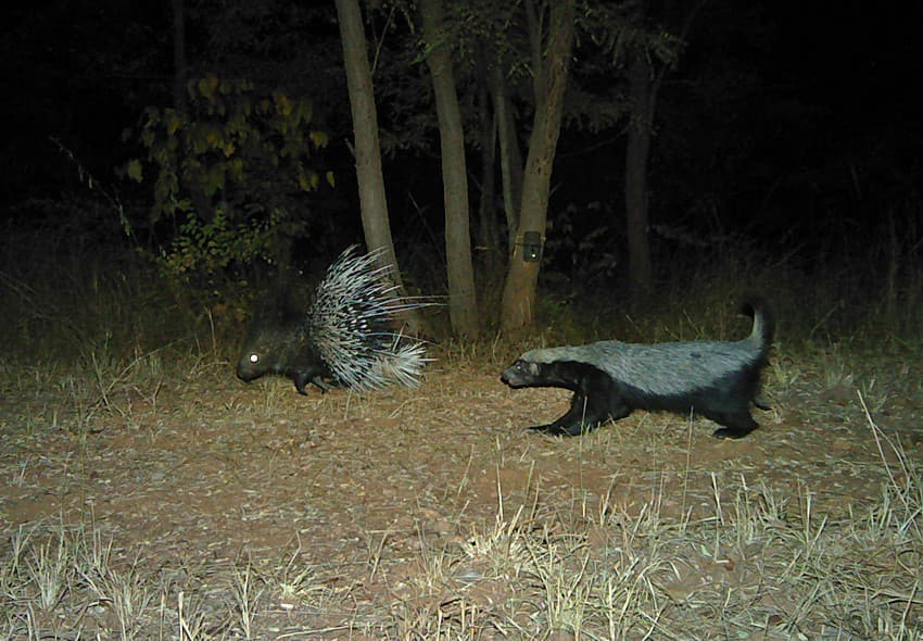 Capturing a ratel and porcupine in the same frame outside a Protected Area is extraordinary