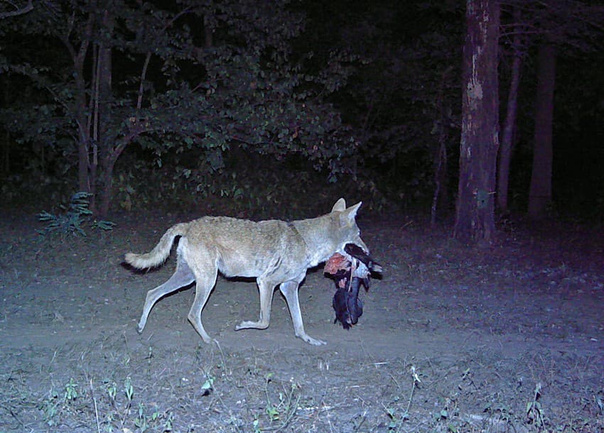 Goat lifters: Intensive, landscape-scale camera trapping exercises are crucial to the understanding of the distribution and status of wide-ranging species such as wolves and hyaenas.