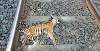 3 tiger cubs mowed by train in Vidarbha forest