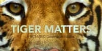 'Tiger Matters' - a conservation documentary launched together by WCT and USAID