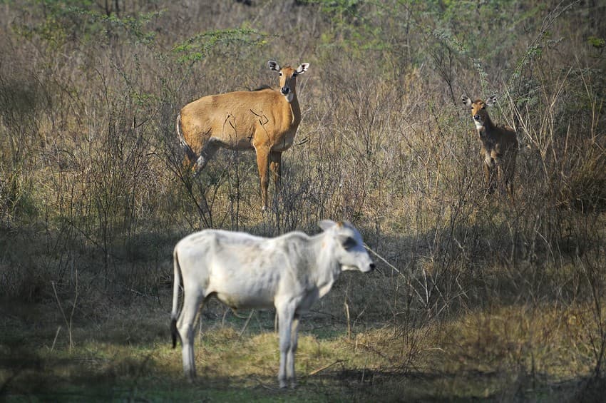 Averting Extinction - One Blood Sample at a Time - WCT