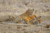 Wildlife Week India 2019: India's tiger census points to an urgent need for peaceful ecosystems where humans, tigers coexist