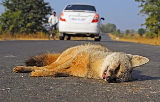 Roadkills is an effort to engage concerned citizens through a mobile-based application developed by the Wildlife Conservation Trust to collect data on mortality of wild animals on roads, railway lines and irrigation canals across the country.