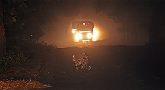 Apart from the 24,000 km. of roads that pass through PAs, over 1,200 passenger and freight trains run on railway lines that slither across these prime wildlife habitats, imperiling India’s endangered wildlife indiscriminately.