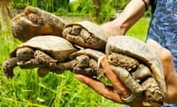 At least 78 brown tortoises - 10 in 2018 and 68 in 2019 - have been successfully bred in Nagaland Zoological Park, Dimapur as part of a captive breeding project of Turtle Survival Alliance India (TSA) with the support of Wildlife Conservation Trust