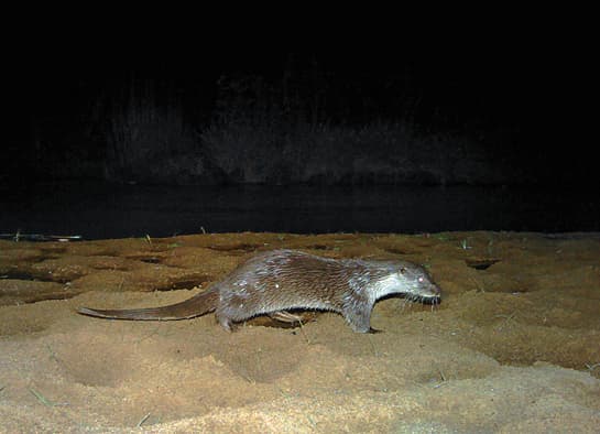 Otters In Tiger Country