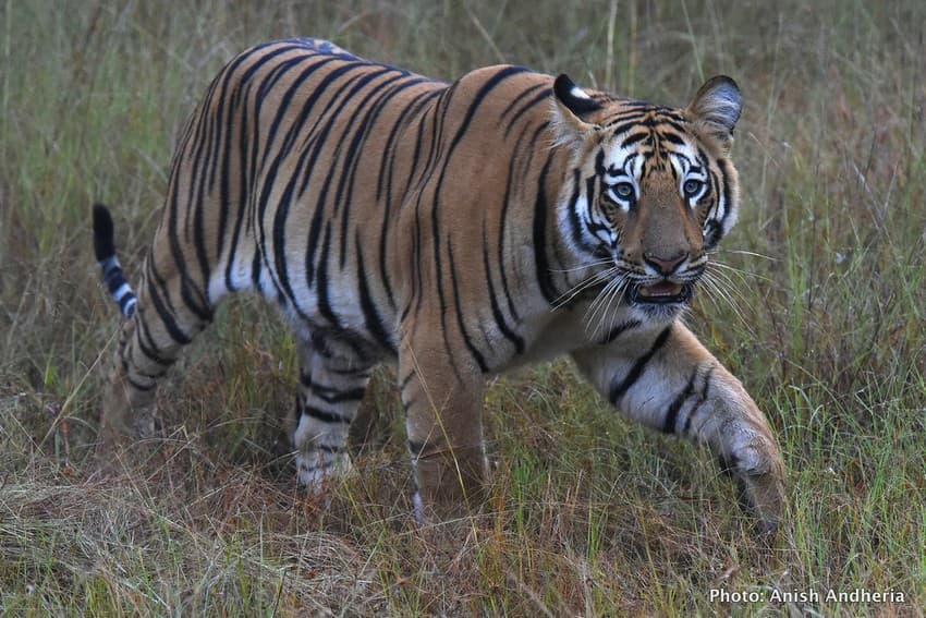 WCT is hosting a consultation to promote inter-state collaboration on tiger conservation