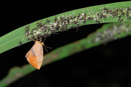 Quadripartite Association - On a night walk in the Doyang Valley, Dr. Anish Andheria stumbles upon a rarely recorded phenomenon – a four-party association between three insects belonging to three different orders (Lepidoptera, Hymenoptera and Hemiptera)… and a plant!