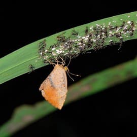 Quadripartite Association - On a night walk in the Doyang Valley, Dr. Anish Andheria stumbles upon a rarely recorded phenomenon – a four-party association between three insects belonging to three different orders (Lepidoptera, Hymenoptera and Hemiptera)… and a plant!