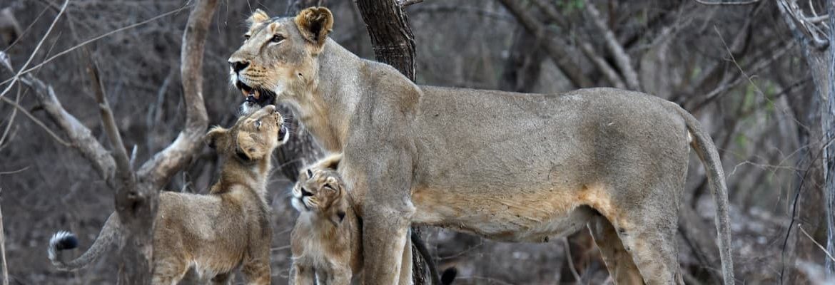 Sharda CropChem and WCT joined hands to support Gir’s brave veterinary doctors and trackers who are the backbone of the reserve’s protection mechanisms.