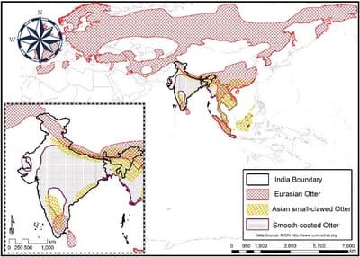 Global distribution of three otter species as per IUCN Red List indicating the absence of Eurasian otter from the Central Indian Landscape.