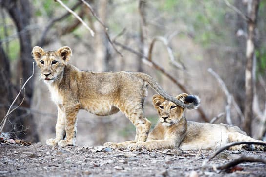 A pair of lion cubs in Saurashtra’s Gir forest. In Anish Andheria’s view, “Though the numbers of many iconic species have risen.... the noose is tightening on all creatures great and small, because without expansive wildernesses to buffer climate change impacts, their long term survival is at risk.”