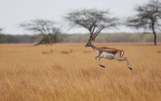 Blackbuck at Velavadar