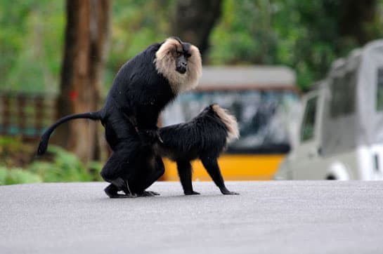 Lion Tailed Macaques mating on a highway in the outskirts of Valparai.