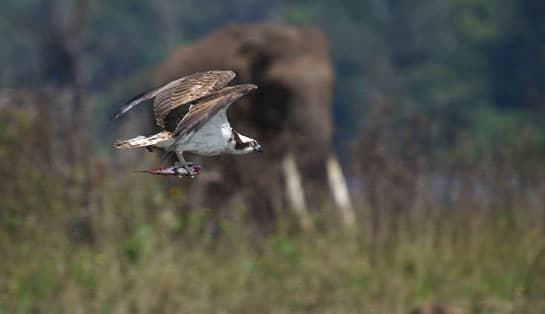 Osprey