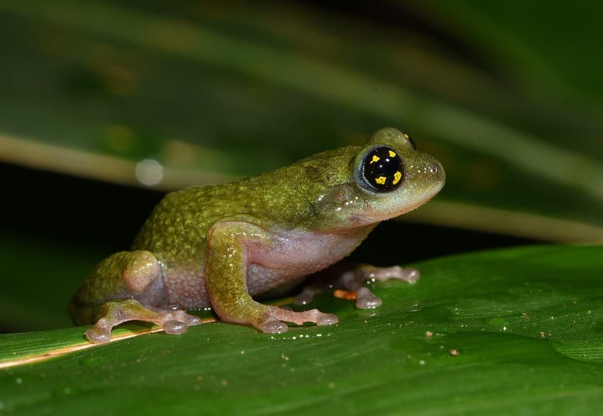 A Frog In A Bamboo Reed - Manohar’s bush frog Raorchestes manohari is named after T.M. Manoharan, Principal Chief Conservator of Forests, Kerala.