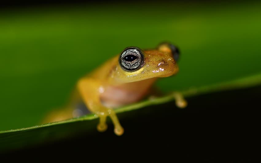 The Günther’s bush frog Raorchestes chalazodes resting on a bamboo stem. The name chalazodes comes from Greek ‘chalaza’, meaning ‘grain’ and ‘odes’, refers to the white granulation on its body.