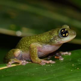 A Frog In A Bamboo Reed