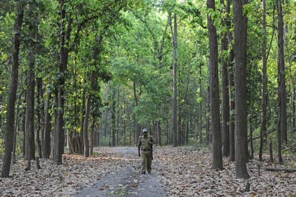 A Thousand Voices from the Field - Forest guards at work. This workforce toils endlessly around the clock, often poorly equipped, or trained and little appreciated, to keep our forests and wildlife safe.