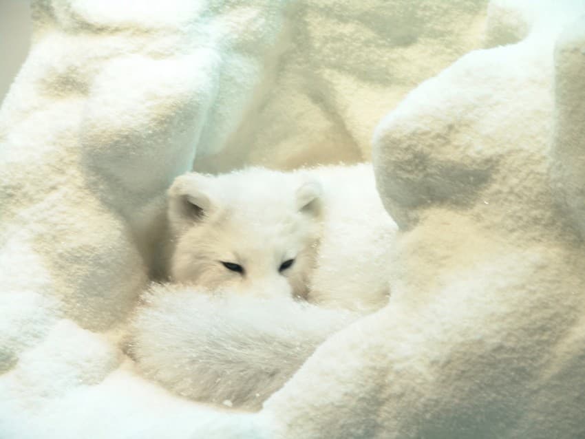 Lesser species such as Arctic fox are also affected by habitat shrinking