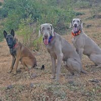 WCT’s Canine-Assisted Wildlife Investigation Programme (CAWIP) comprises four working dogs specially trained to carry out varied tasks related to detection of target species or indirect evidences left behind by wildlife or wildlife poachers/hunters.