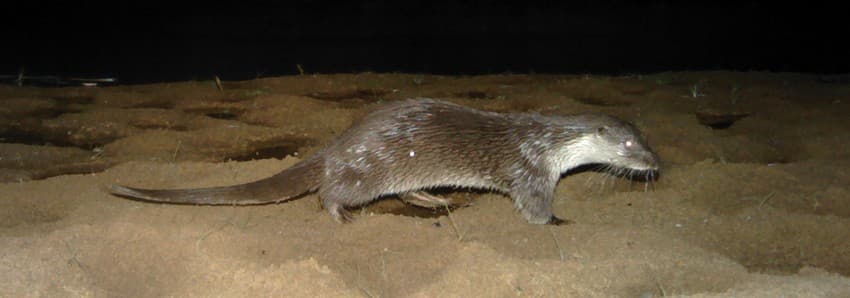 WCT’s camera trapping exercise in the Satpura Tiger Reserve led to the discovery of the Eurasian Otter Lutra lutra, one of the rarest mammals of India.