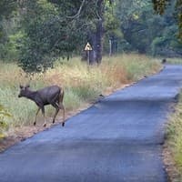 Road Ecology - Over the last decade, India’s economy has been growing at a fairly high rate and is projected to grow at even higher rates.