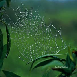 In Praise of Spider Silk - The web of an orb-weaver spider is a giant sensory organ, a deadly trap, an architectural wonder, and a spectacle of elegance.