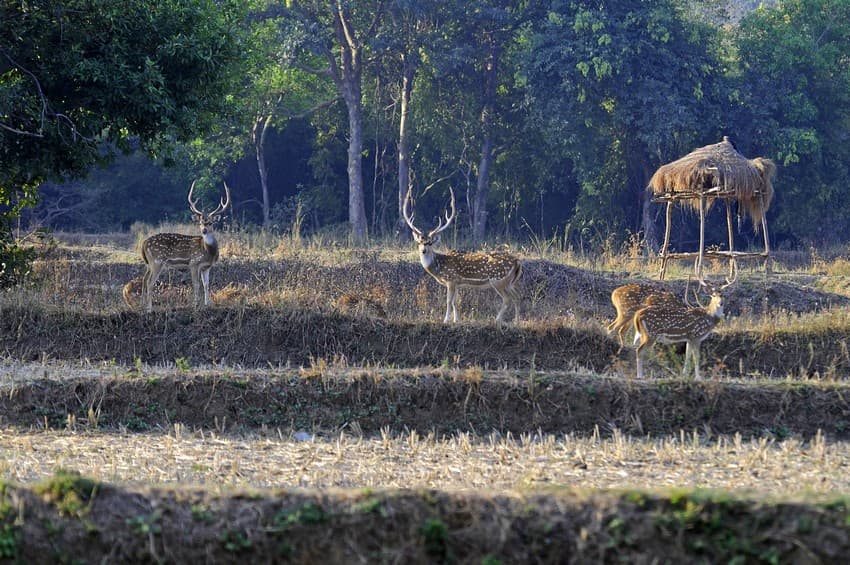 Conservation Herbs - Agricultural fields on the fringes of forests are frequently raided by wild herbivores.