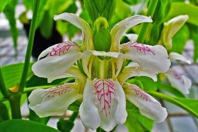 Justicia adhatoda, commonly known as adulsa (left), and Aloe vera (right) are among the 20 species of high-value medicinal plants that are unpalatable to wild herbivores