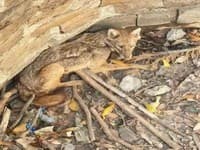 A new study reveals that golden jackals in India are threatened by poaching and trade, driven by religious beliefs in sorcery and superstition.