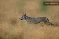 Protecting wild dogs (dholes), jackals, wolves, foxes and hyenas as flagship species could help conserve these fragile, undervalued habitats which are often wrongly categorised as “wastelands”.