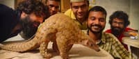 The Madhya Pradesh forest department has radio-tagged an Indian Pangolin for the first time in order to know its ecology and develop an effective conservation plan for it.