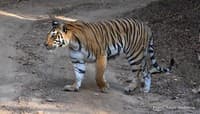 Road-construction Spree In Asia Could Mean The End Of The Road For Tigers