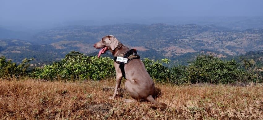 WCT’s Conservation Dogs Units (CDU) comprises, at the moment, four specially trained working dogs to carry out varied tasks