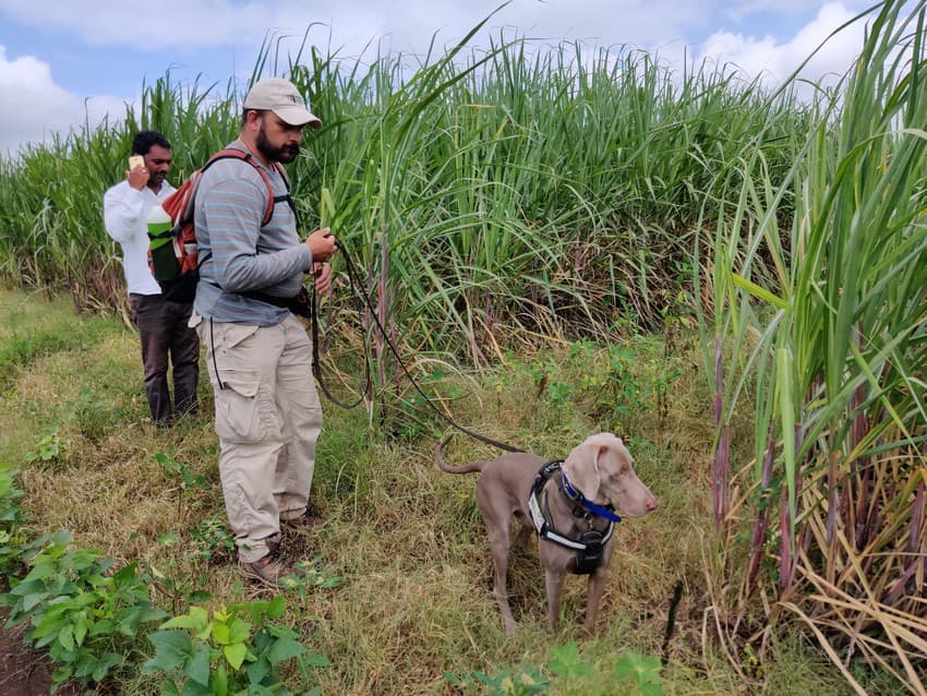 WCT’s Conservation Dogs Units (CDU) comprises, at the moment, four specially trained working dogs to carry out varied tasks