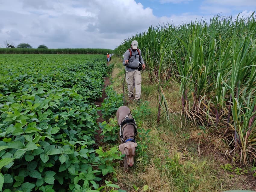 WCT’s Conservation Dogs Units (CDU) comprises, at the moment, four specially trained working dogs to carry out varied tasks