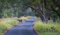 Mitigation on roads near Tadoba must rules NGT