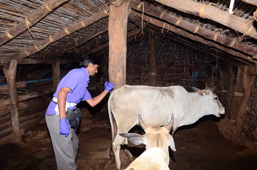 A field assistant vaccinates cattle for foot and mouth disease in a village in the buffer zone of the Bandhavgarh Tiger Reserve.