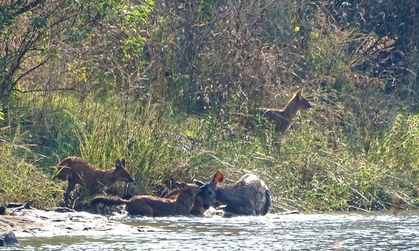 Each time the dholes approached the fawn, the mother sambar would put herself between them and stamp her front legs aggressively pushing the dholes back on land.