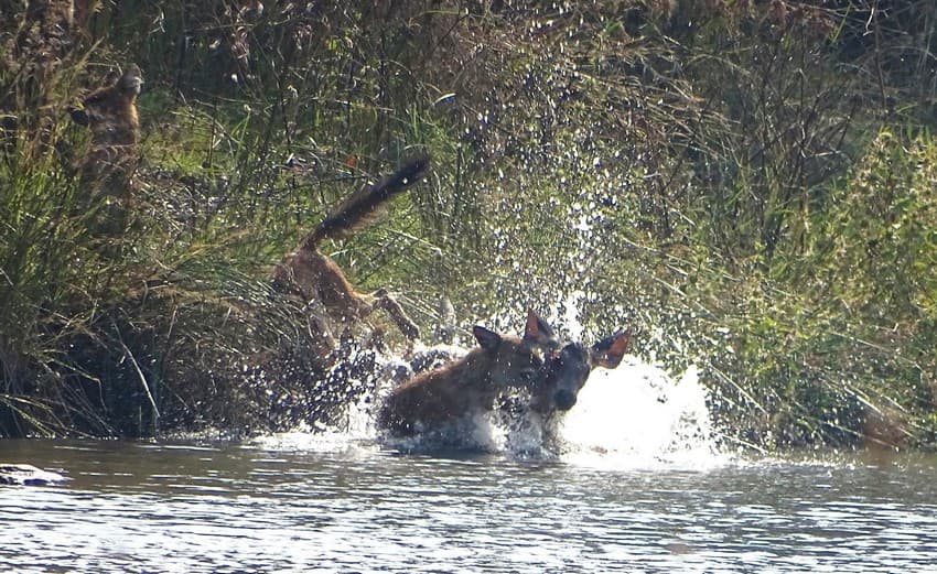 Predators like the dholes fulfill their ecological role by hunting prey animals, however ruthless it seemed to us.